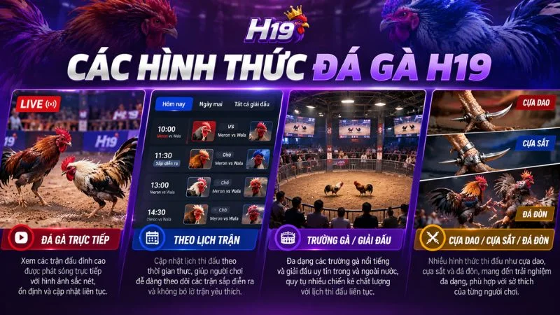 Đá Gà H19 – Theo Dõi Đá Gà Trực Tiếp Online
