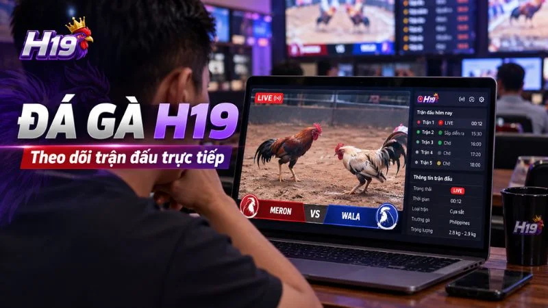 Đá Gà H19 – Theo Dõi Đá Gà Trực Tiếp Online